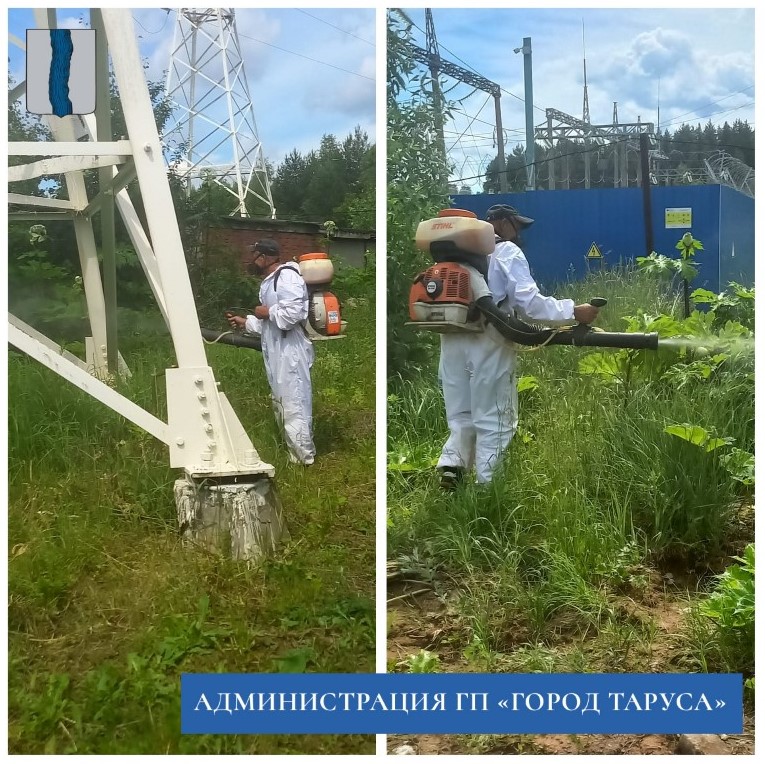 В Тарусе приступили к ликвидации борщевика Сосновского